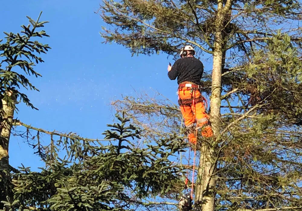 arborist services caerphilly