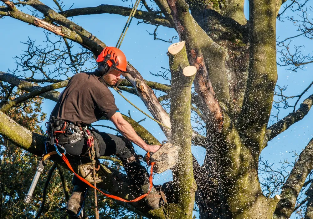 professional arborist caerphilly
