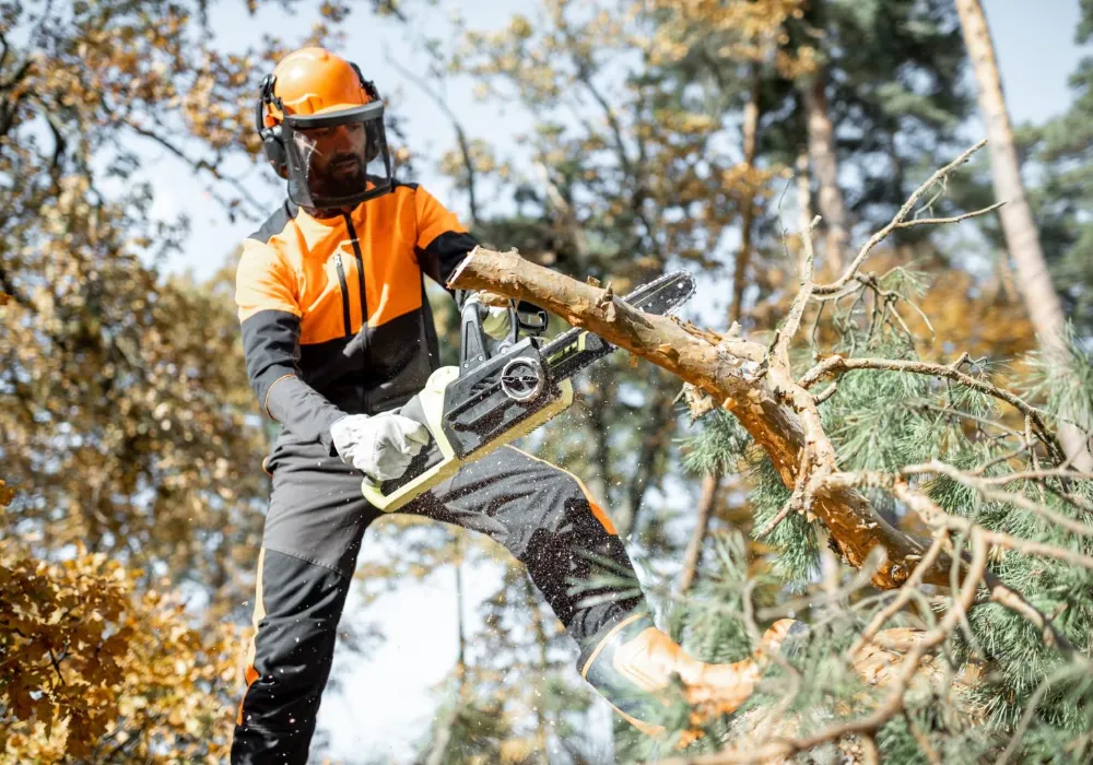 tree care arborist caerphilly